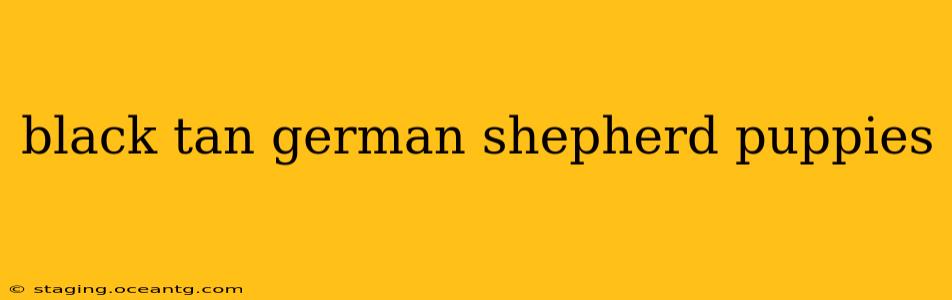 black tan german shepherd puppies