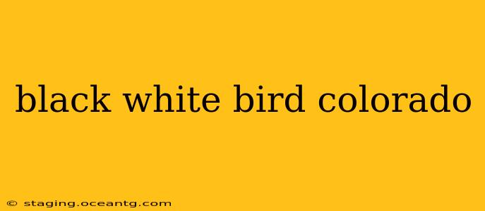 black white bird colorado