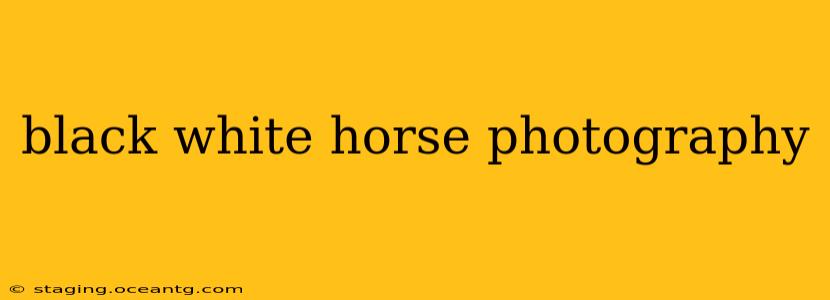 black white horse photography
