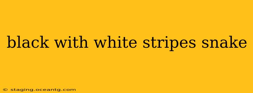 black with white stripes snake