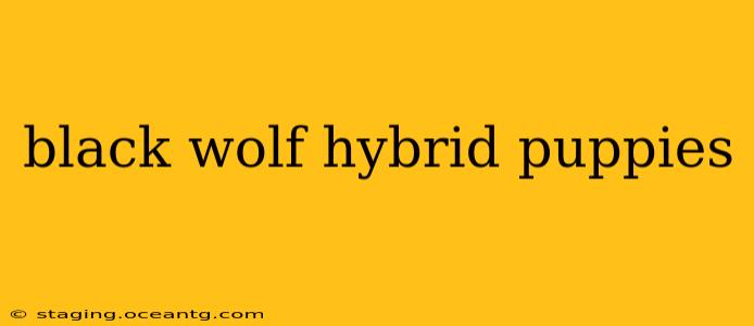black wolf hybrid puppies
