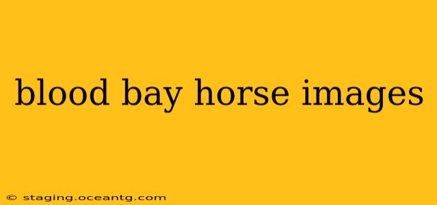 blood bay horse images