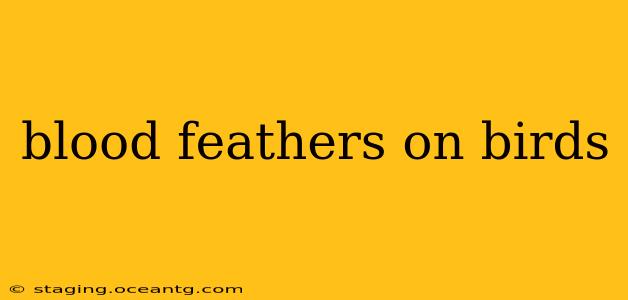 blood feathers on birds