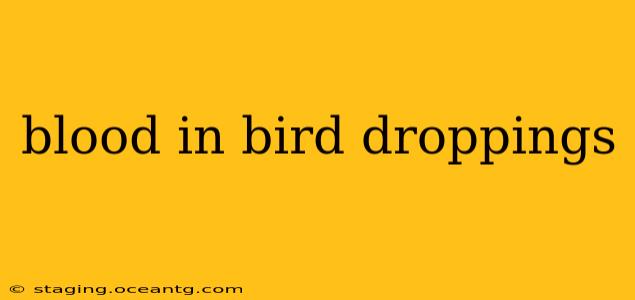 blood in bird droppings