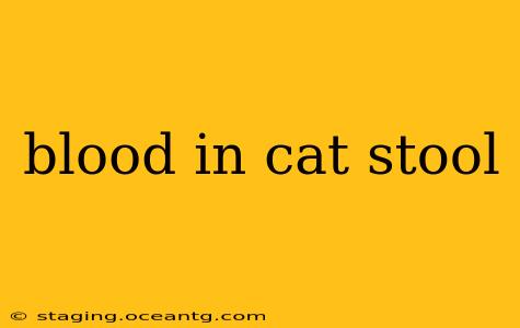 blood in cat stool