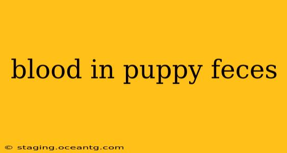 blood in puppy feces
