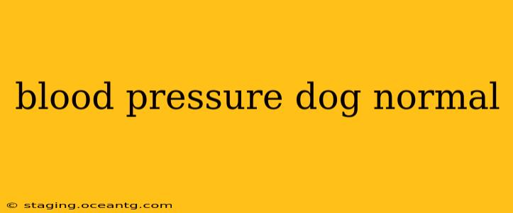 blood pressure dog normal