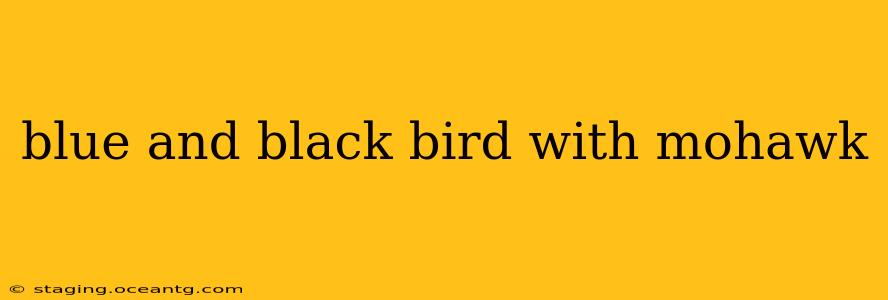 blue and black bird with mohawk