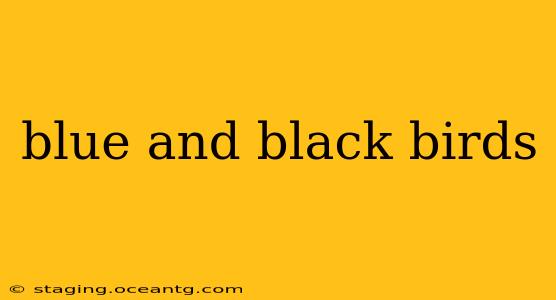 blue and black birds