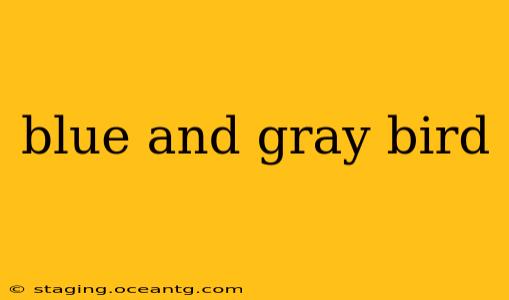 blue and gray bird