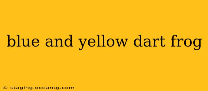 blue and yellow dart frog