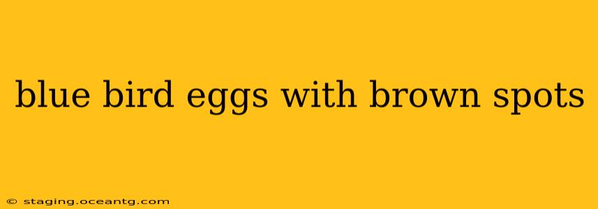 blue bird eggs with brown spots