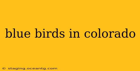 blue birds in colorado