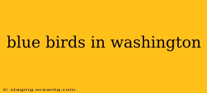blue birds in washington
