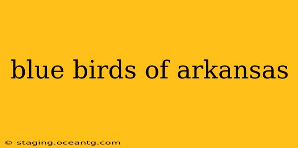 blue birds of arkansas