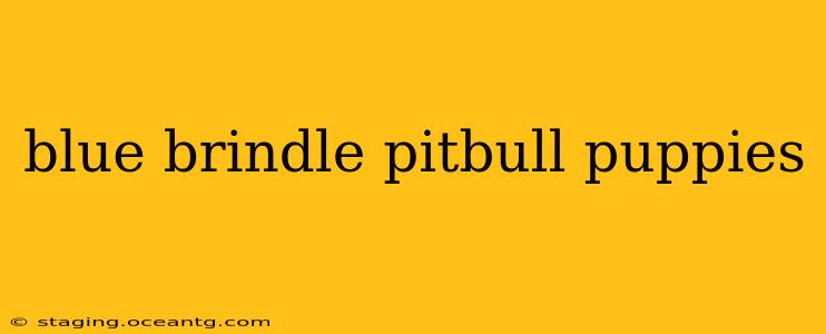 blue brindle pitbull puppies