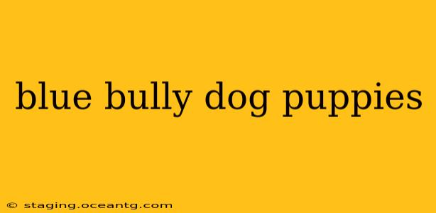 blue bully dog puppies