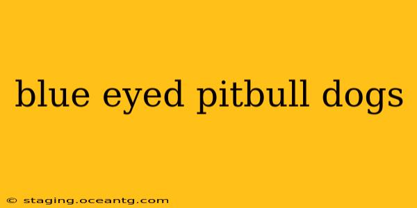 blue eyed pitbull dogs