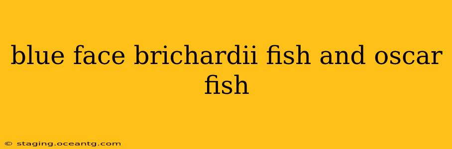 blue face brichardii fish and oscar fish