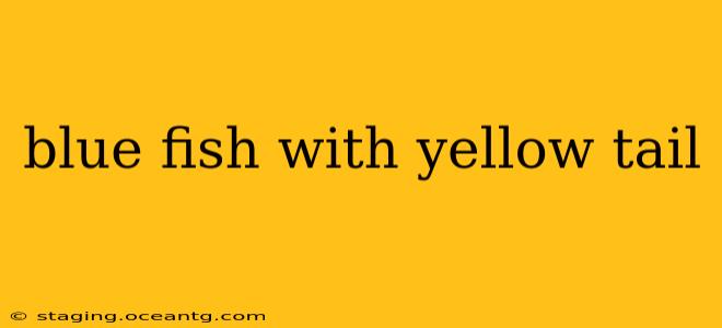 blue fish with yellow tail