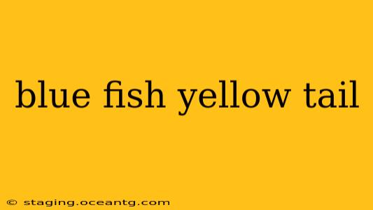 blue fish yellow tail