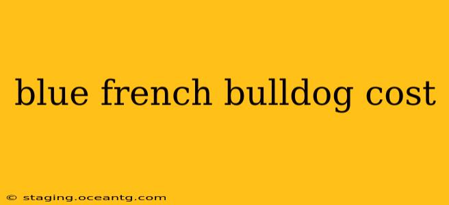blue french bulldog cost
