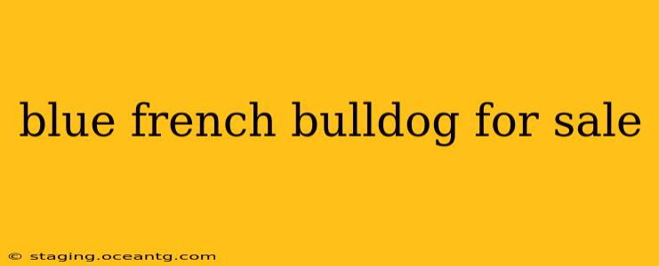 blue french bulldog for sale