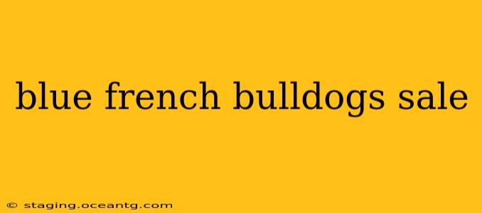 blue french bulldogs sale