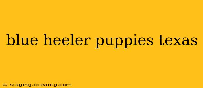 blue heeler puppies texas