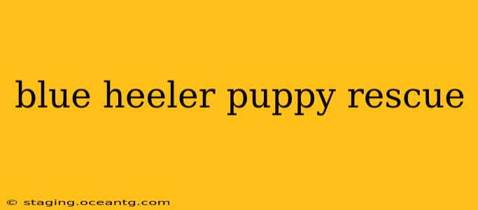 blue heeler puppy rescue