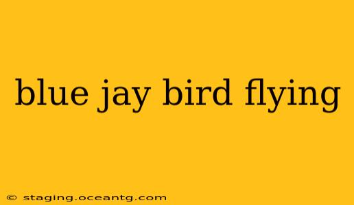 blue jay bird flying