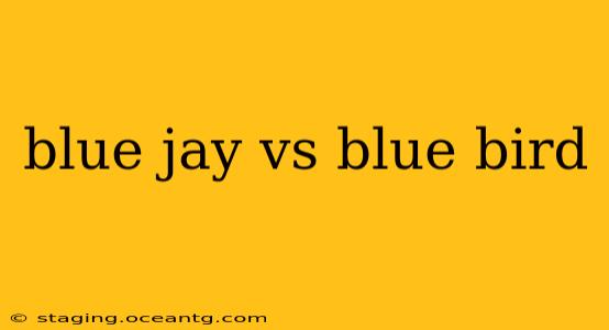 blue jay vs blue bird