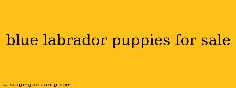 blue labrador puppies for sale