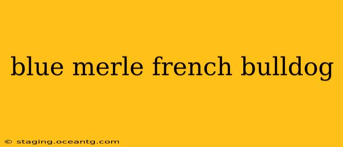 blue merle french bulldog