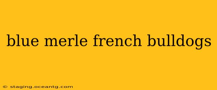 blue merle french bulldogs