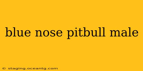 blue nose pitbull male