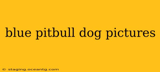 blue pitbull dog pictures