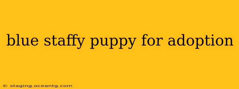 blue staffy puppy for adoption
