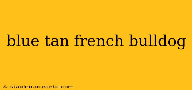 blue tan french bulldog