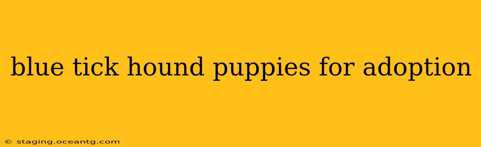 blue tick hound puppies for adoption