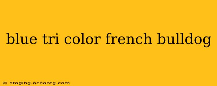 blue tri color french bulldog