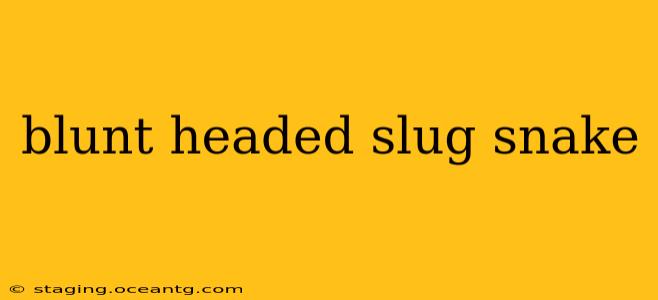 blunt headed slug snake