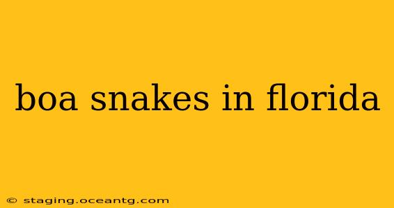 boa snakes in florida