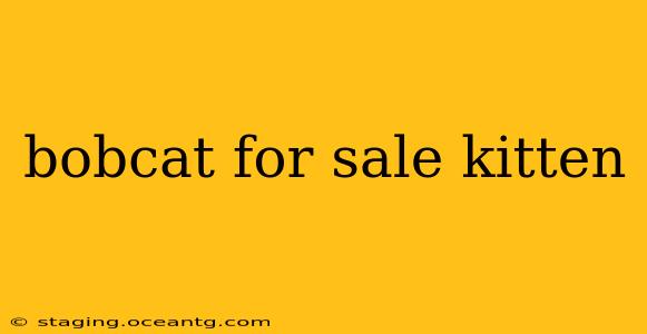 bobcat for sale kitten