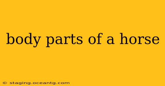 body parts of a horse