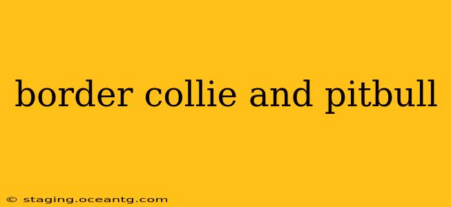border collie and pitbull