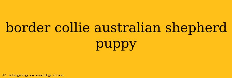 border collie australian shepherd puppy