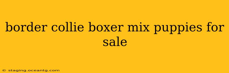 border collie boxer mix puppies for sale
