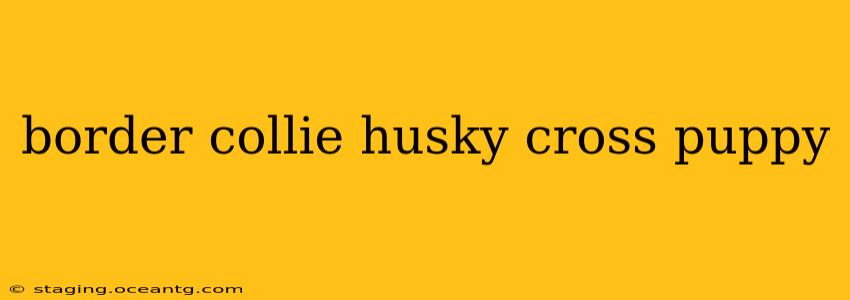 border collie husky cross puppy