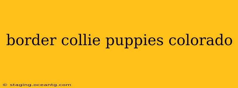 border collie puppies colorado